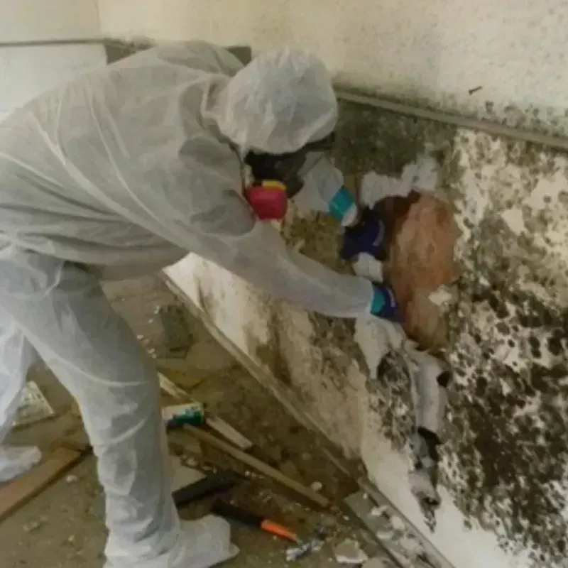 Mold Remediation and Removal in Latah County, ID